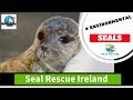 Seal Marine Conservation  - A day at Seal Rescue Ireland