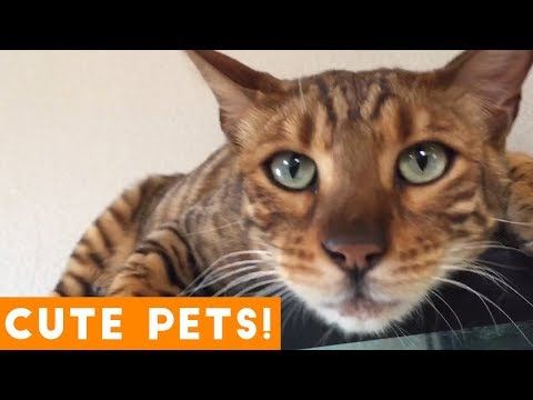 cutest-pets-of-the-week-compilation-may-2018-|-funny-pet-videos