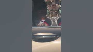 Iconic Frenchie Says Holla At Your Boy || ViralHog