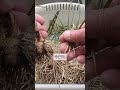 3/4【ニラ】植替え　こうして植付けをすると大きく成長します