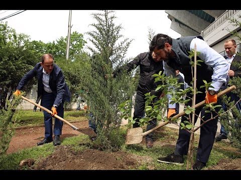 16.05.15. დინამო არენაზე 60 ძირი კვიპაროსი დაირგო