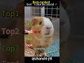 #funnyvideos #pet #funny #shortsfeed
