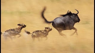 Wild dogs VS wildebeest