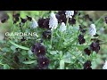 【GARDENSレッスン】ビオラとムスカリの寄せ植え | ウインターシーズンのコンテナガーデン | winter gardening lesson | GARDENS LIFE