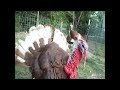 Thunder Ridge Turkey Update May 2018