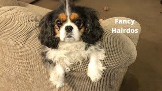 Adorable and amusing hairdos before dinner by Isabelle The Cavalier 679 views 1 year ago 3 minutes, 10 seconds