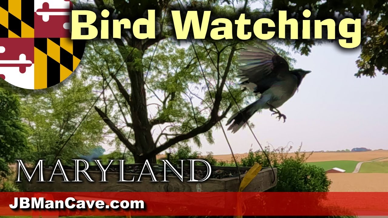 BIRD WATCHING in MARYLAND USA Slow Motion Bird Feeder 5.3K 4K JBManCave.com