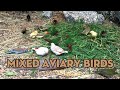 Mixed Aviary Birds