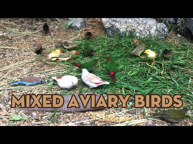 Mixed Aviary Birds class=
