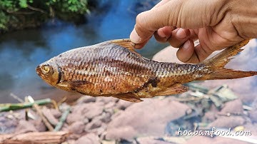 CÁ SUỐI GÁC BẾP | Sản Phẩm