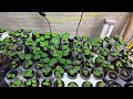 How To Keep Your Larger Seedlings Healthy Until Planting Time How To Keep Your Larger Seedlings Healthy Until Planting Time