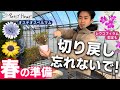 【忘れないで】オステオの切り戻しとレウコフィラムの剪定!2月までにはやりましょう!