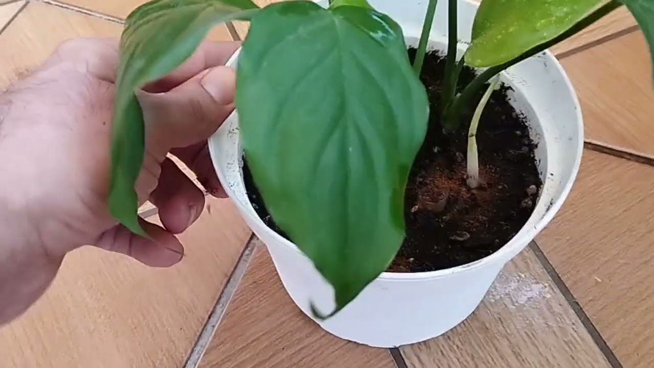 كيف تكسر ورق اليمون و ألعنايه بها