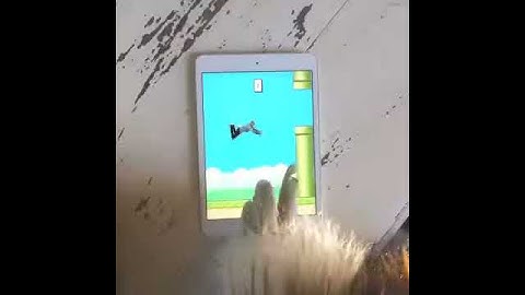 bird flappy human