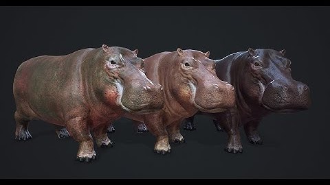 Hippopotamus - 3d Model