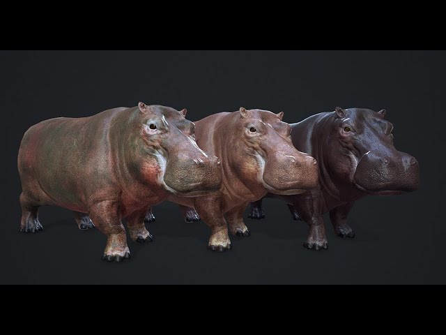 Hippopotamus 3D models - Sketchfab