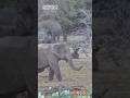 When the tusker goes, the elephant comes #tuskers #elephant #wildlife #animals #shorts #viralvideo 🐘