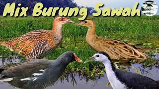 Suara pikat burung sawah Mix 4 Sekawan