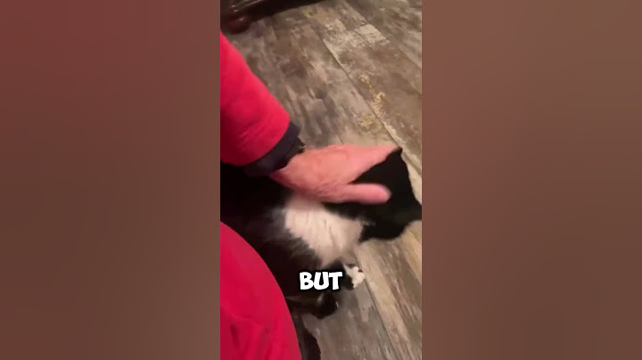 The puppies just wanted to play with the cat