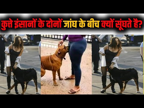 वीडियो: कुत्ते क्यों सूंघते हैं?