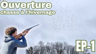 EP-1: OUVERTURE DE LA CHASSE A L'HIVERNAGE  ( elles sont déjà au rdv)