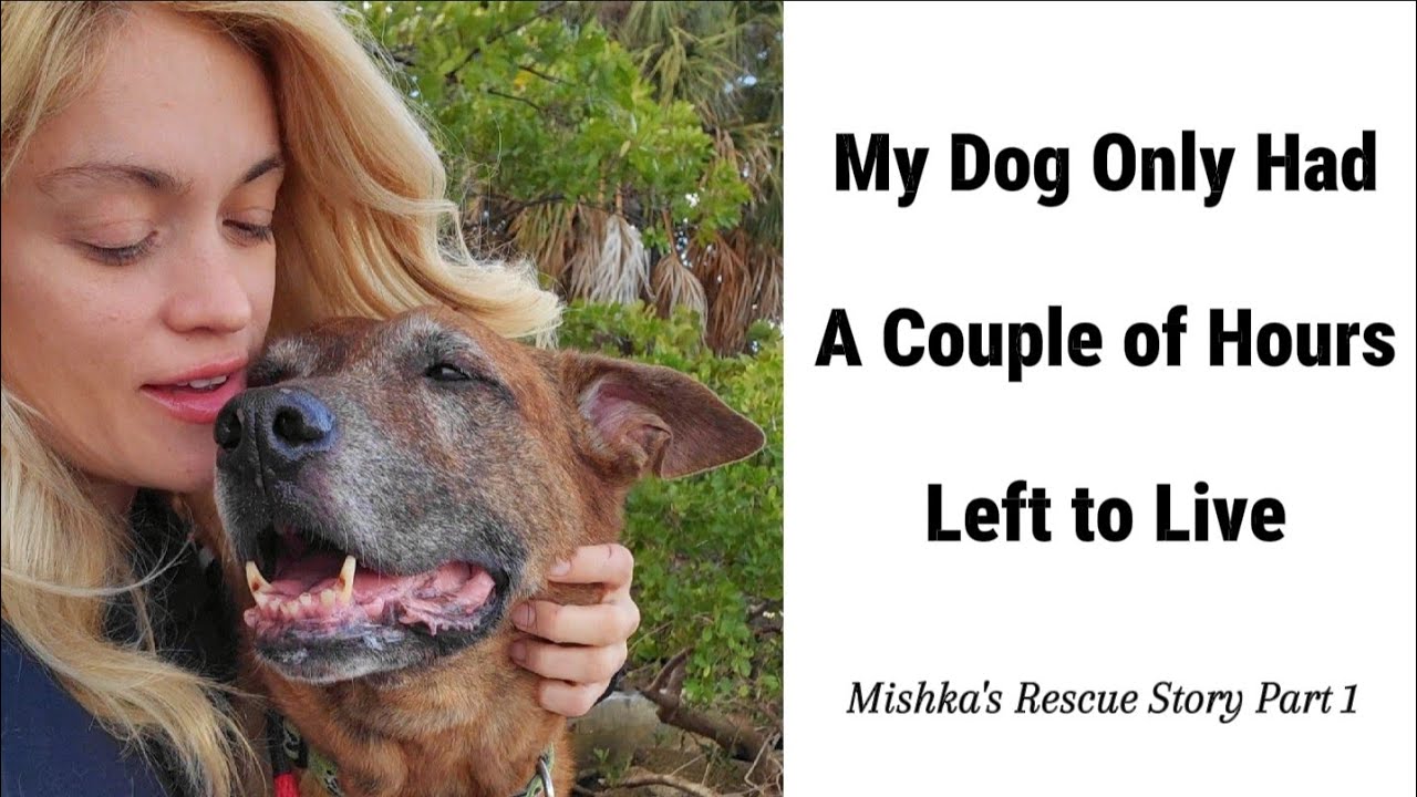 My Dog Only Had a Couple of Hours Left to Live When I Adopted Him From ...