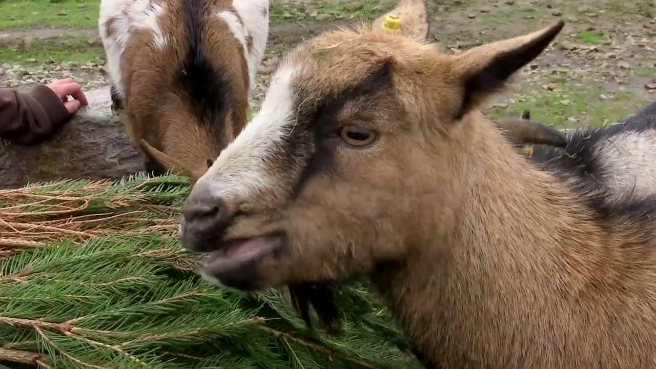 BFMTV : Le Noël des animaux !