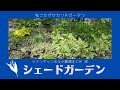 【シェードガーデン/メインボツ動画】ご紹介しきれなかった宿根草おもしろまとめ/動画が長くなりすぎてボツになった部分をまとめました/ピンクスズランとかめっちゃ可愛いですよー