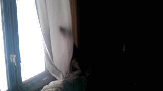 Basenji Howls to Tornado Siren