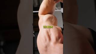 Build Bigger Biceps Without Weights