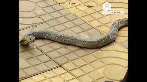 Chú chó dũng cảm cứu chủ nhân khỏi rắn hổ mang. - Tạp Hóa Bé Na