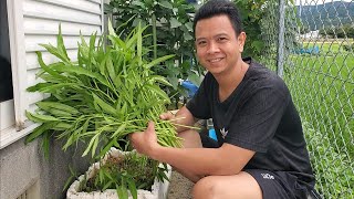 Vườn Rau Đã Có Trái Và Thu Hoạch | cuộc sống Nhật | út đạt # 1244