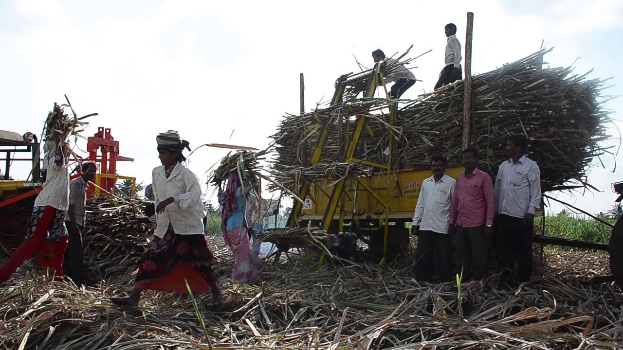 SUGARCANE HARVESTER Contact No- 9373532074, 9766996366