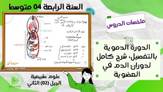 الدورة الدموية بالتفصيل، شرح كامل لدوران الدم في العضوية علوم طبيعية سنة 04 متوسط