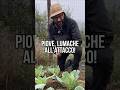 Troppe LUMACHE? Il rimedio bio che funziona davvero