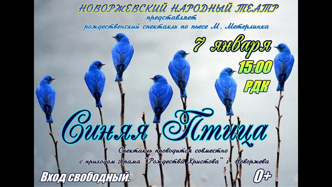 птица фото на телефон. песни рождество птичка. песни рождество птичка. птицы на елке. елка украшенная птицами.