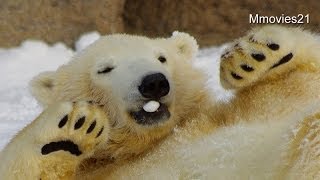 何食べてるの？~Polar Bears