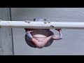 困ってるカエルを助けたら可愛すぎました