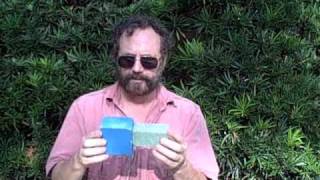 Eat The Weeds: Episode 103: Podocarpus macrophyllus