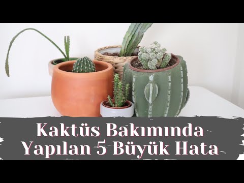 Video: Kalem Kaktüs Bakımı İle İlgili İpuçları