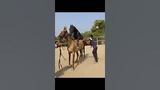 beautiful mare MADHURI covered by black stallion KALANAAG sabar stud farm 9979978503 / 9664968343