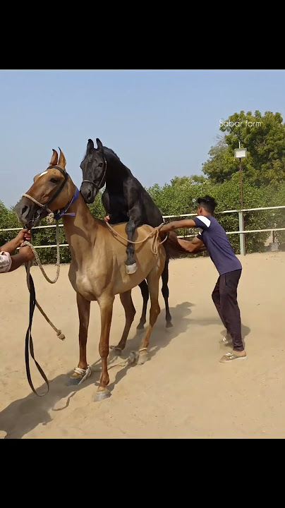 beautiful mare MADHURI covered by black stallion KALANAAG sabar stud farm 9979978503 / 9664968343