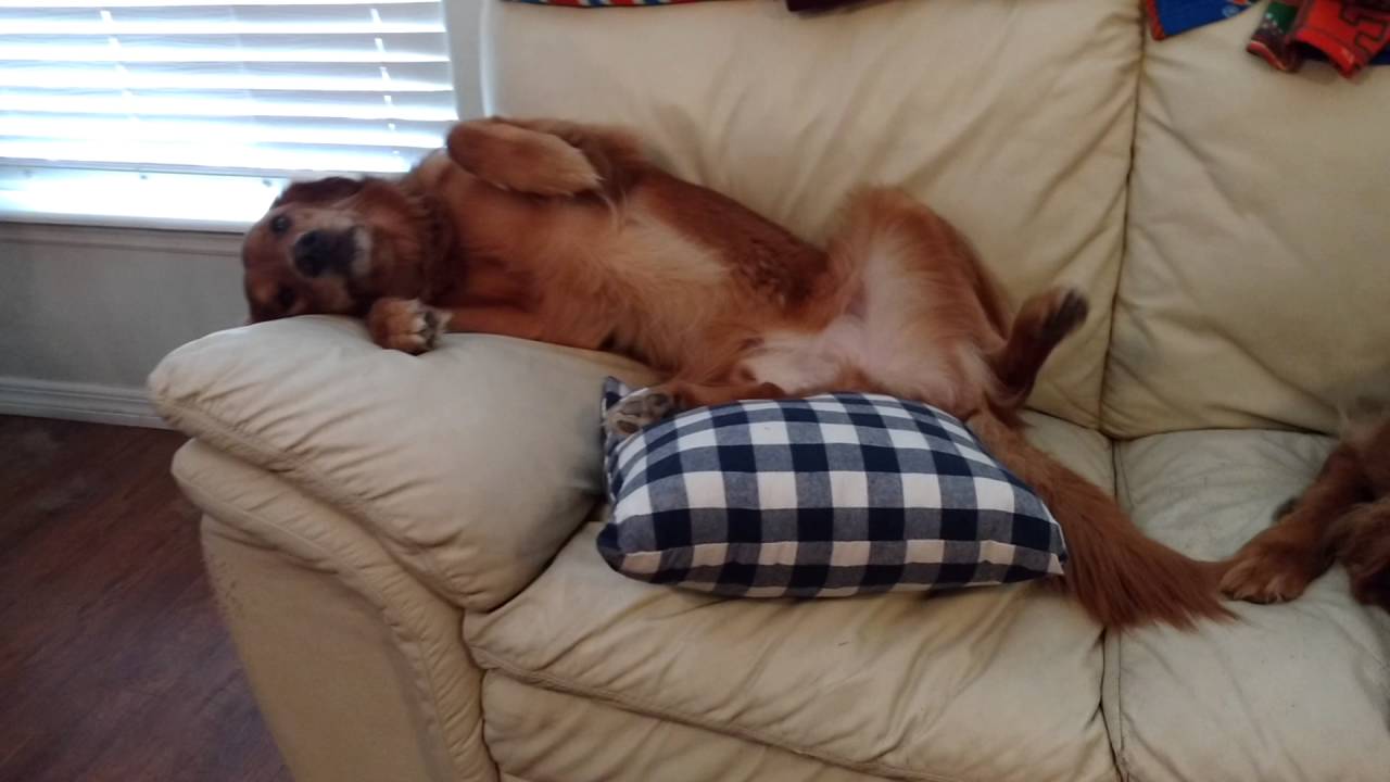 Dog Trying For A Belly Rub YouTube