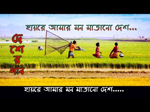 ভিডিও: দেশ হংস