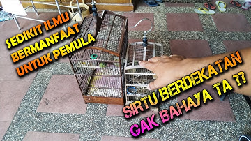 Bongkar rahasia perawatan burung sirtu lebih dari 2 burung sirtu lakukan trik ini jamin GACOR