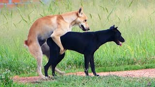 Awesome Rural Dogs !! Dog Meeting for the Summer Season in Village. by Life Daily 8,576 views 1 year ago 2 minutes, 22 seconds