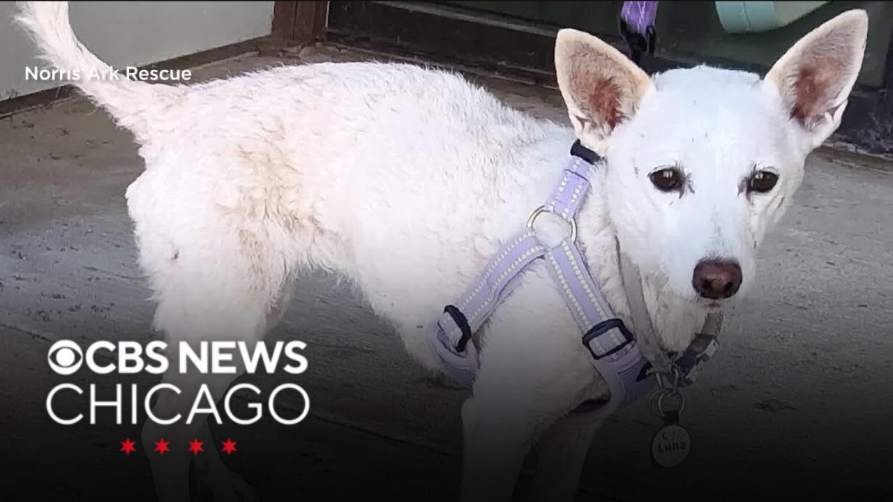 LSD RAIN DOG Lost in Shadow of Death 23号 Dog missing in Yellowstone National Park for more than month found