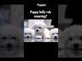 🐾 Puppies: 300 Fast Facts &amp; Fun Q&amp;As📌 Description