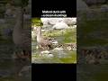 Kentucky birding video out now!