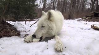 Arctic Wolf Atka Eats An Egg...Eventually